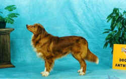 Ch Decoymans Piper Hemstead. "Ross"