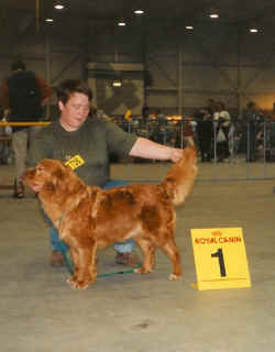 Ch Lyonhouse Davinia Stuart "Ritz"