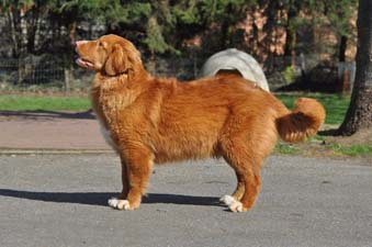 skylark tollers